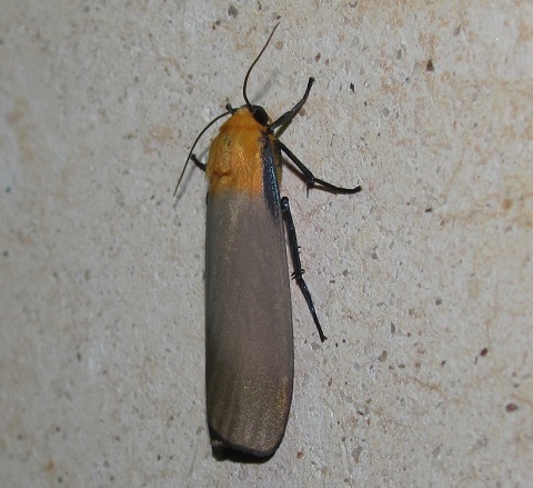 Lithosia quadra, Erebidae